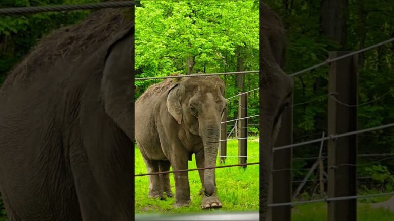 Bronx Zoo Monorail Adventure: Spotting Patty & Friends! 🐘🦒
